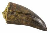 Tyrannosaur Tooth - Judith River Formation #108097-1